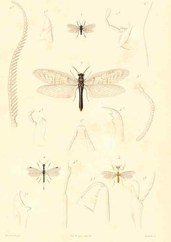 Reproducción/Reproduction 6298532891: Le règne animal distribué d'après son organisation. v.6-7. pt.2. Atlas Paris :Fortin, Masson et cie,[1836-49] 