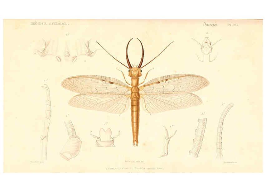 Reproducción/Reproduction 6299064946: Le règne animal distribué d'après son organisation. v.6-7. pt.2. Atlas Paris :Fortin, Masson et cie,[1836-49] 