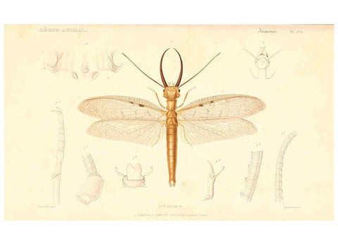 Reproducción/Reproduction 6299064946: Le règne animal distribué d'après son organisation. v.6-7. pt.2. Atlas Paris :Fortin, Masson et cie,[1836-49] 
