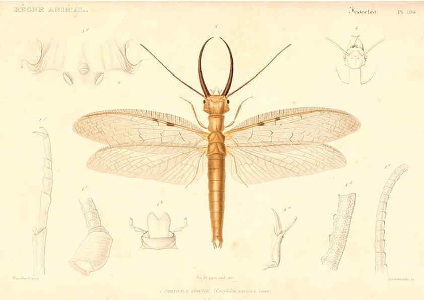 Reproducción/Reproduction 6299064946: Le règne animal distribué d'après son organisation. v.6-7. pt.2. Atlas Paris :Fortin, Masson et cie,[1836-49] 
