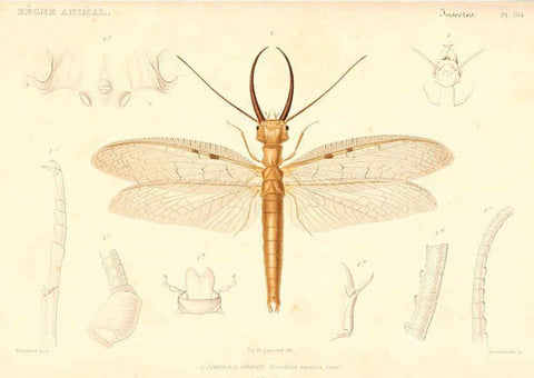 Reproducción/Reproduction 6299064946: Le règne animal distribué d'après son organisation. v.6-7. pt.2. Atlas Paris :Fortin, Masson et cie,[1836-49] 