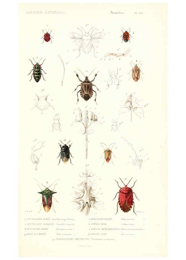 Reproducción/Reproduction 6299060460: Le règne animal distribué d'après son organisation. v.6-7. pt.2. Atlas Paris :Fortin, Masson et cie,[1836-49] 