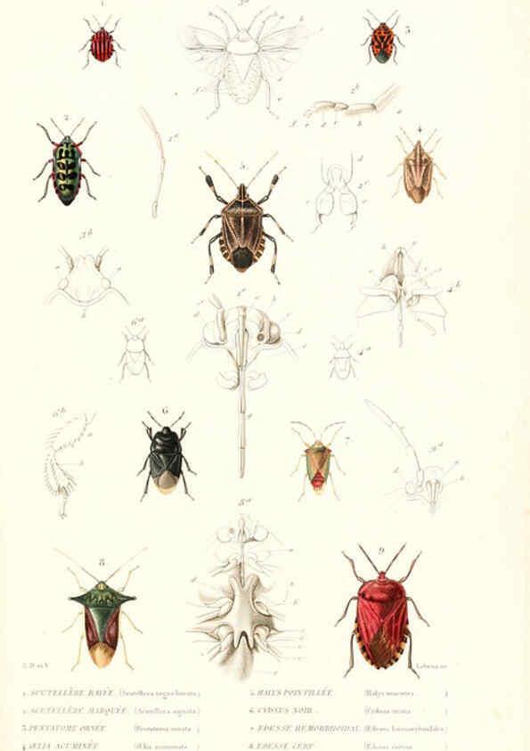 Reproducción/Reproduction 6299060460: Le règne animal distribué d'après son organisation. v.6-7. pt.2. Atlas Paris :Fortin, Masson et cie,[1836-49] 