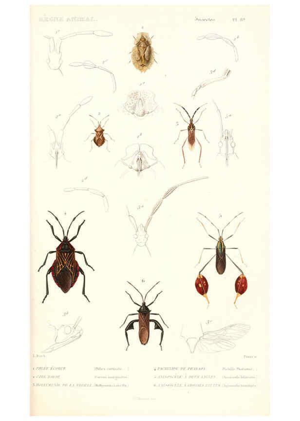 Reproducción/Reproduction 6299060840: Le règne animal distribué d'après son organisation. v.6-7. pt.2. Atlas Paris :Fortin, Masson et cie,[1836-49] 