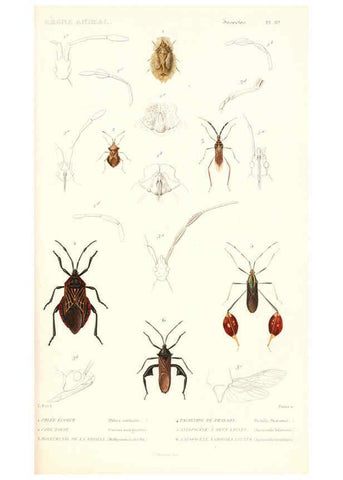 Reproducción/Reproduction 6299060840: Le règne animal distribué d'après son organisation. v.6-7. pt.2. Atlas Paris :Fortin, Masson et cie,[1836-49] 