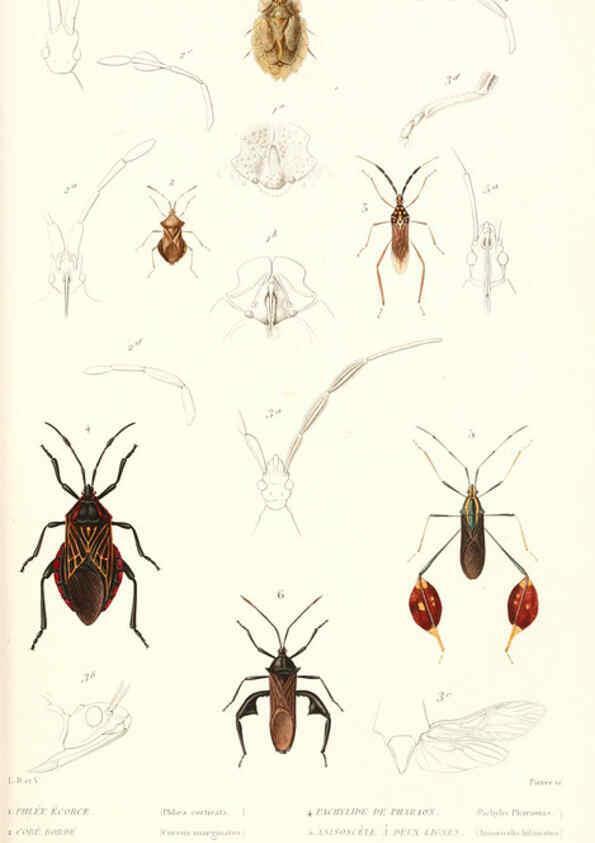 Reproducción/Reproduction 6299060840: Le règne animal distribué d'après son organisation. v.6-7. pt.2. Atlas Paris :Fortin, Masson et cie,[1836-49] 