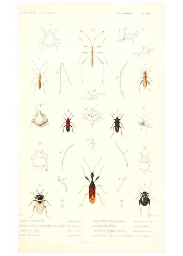 Reproducción/Reproduction 6298528865: Le règne animal distribué d'après son organisation. v.6-7. pt.2. Atlas Paris :Fortin, Masson et cie,[1836-49] 