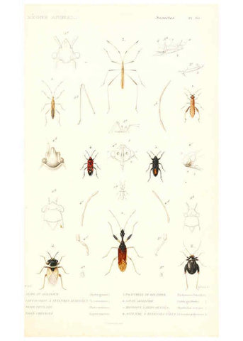 Reproducción/Reproduction 6298528865: Le règne animal distribué d'après son organisation. v.6-7. pt.2. Atlas Paris :Fortin, Masson et cie,[1836-49] 