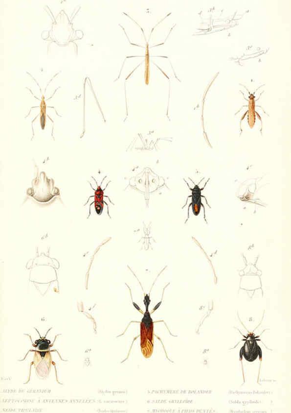 Reproducción/Reproduction 6298528865: Le règne animal distribué d'après son organisation. v.6-7. pt.2. Atlas Paris :Fortin, Masson et cie,[1836-49] 