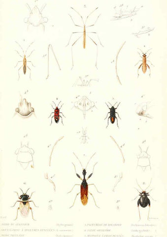 Reproducción/Reproduction 6298528865: Le règne animal distribué d'après son organisation. v.6-7. pt.2. Atlas Paris :Fortin, Masson et cie,[1836-49] 