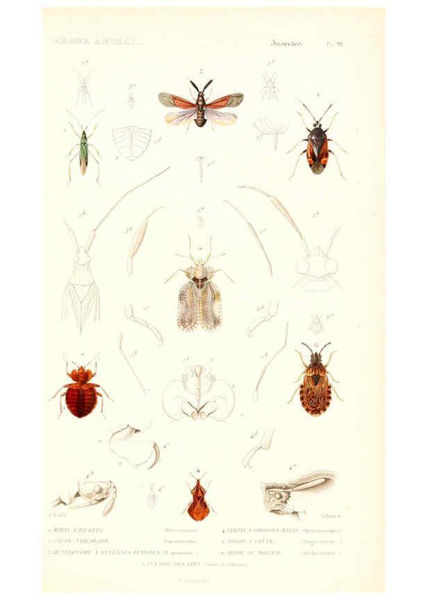 Reproducción/Reproduction 6299061296: Le règne animal distribué d'après son organisation. v.6-7. pt.2. Atlas Paris :Fortin, Masson et cie,[1836-49] 