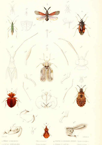 Reproducción/Reproduction 6299061296: Le règne animal distribué d'après son organisation. v.6-7. pt.2. Atlas Paris :Fortin, Masson et cie,[1836-49] 