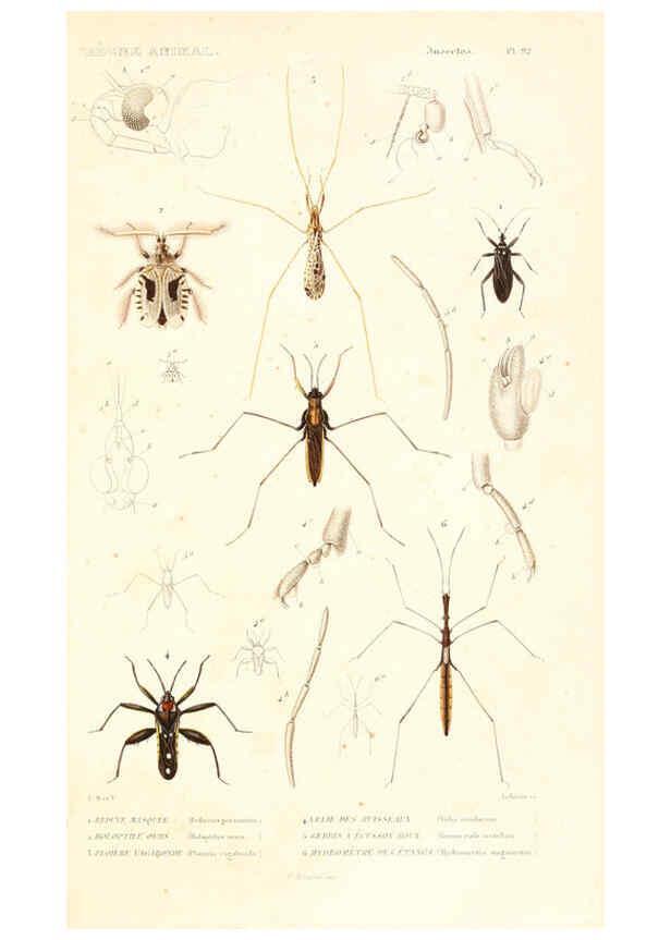 Reproducción/Reproduction 6298529335: Le règne animal distribué d'après son organisation. v.6-7. pt.2. Atlas Paris :Fortin, Masson et cie,[1836-49] 
