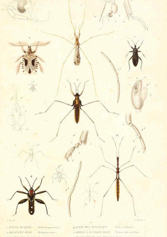 Reproducción/Reproduction 6298529335: Le règne animal distribué d'après son organisation. v.6-7. pt.2. Atlas Paris :Fortin, Masson et cie,[1836-49] 