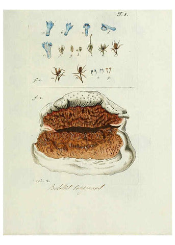 Reproducción/Reproduction 6298671689: Nicolai Josephi Jacquin Miscellanea austriaca ad botanicam, chemiam, et historiam naturalem spectantia, cum figuris partim coloratis VindobonæEx officina Krausiana,1778-1781