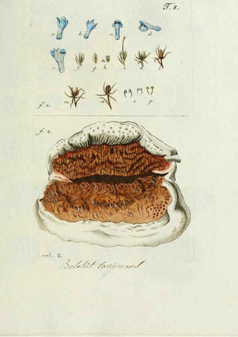 Reproducción/Reproduction 6298671689: Nicolai Josephi Jacquin Miscellanea austriaca ad botanicam, chemiam, et historiam naturalem spectantia, cum figuris partim coloratis VindobonæEx officina Krausiana,1778-1781