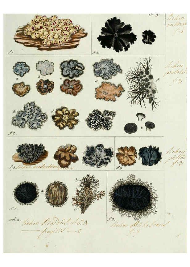 Reproducción/Reproduction 6299205204: Nicolai Josephi Jacquin Miscellanea austriaca ad botanicam, chemiam, et historiam naturalem spectantia, cum figuris partim coloratis VindobonæEx officina Krausiana,1778-1781