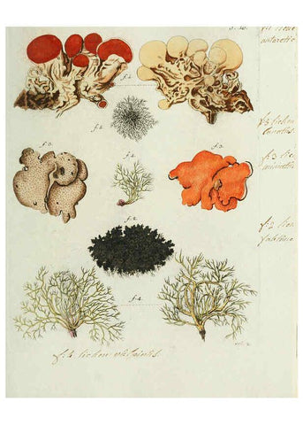 Reproducción/Reproduction 6298672427: Nicolai Josephi Jacquin Miscellanea austriaca ad botanicam, chemiam, et historiam naturalem spectantia, cum figuris partim coloratis VindobonæEx officina Krausiana,1778-1781