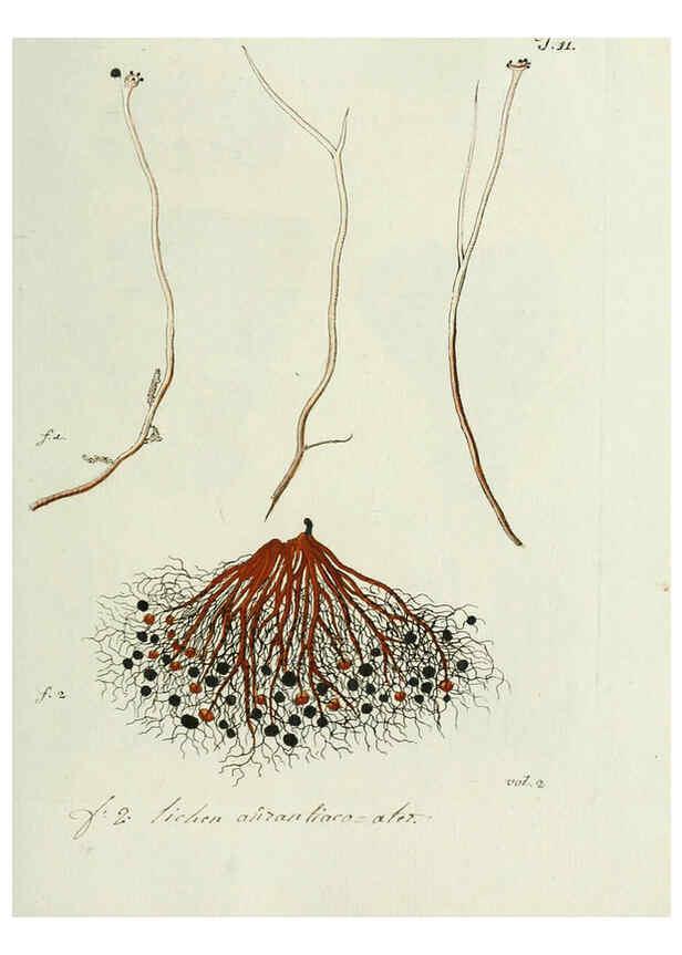 Reproducción/Reproduction 6299206032: Nicolai Josephi Jacquin Miscellanea austriaca ad botanicam, chemiam, et historiam naturalem spectantia, cum figuris partim coloratis VindobonæEx officina Krausiana,1778-1781