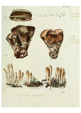 Reproducción/Reproduction 6299206306: Nicolai Josephi Jacquin Miscellanea austriaca ad botanicam, chemiam, et historiam naturalem spectantia, cum figuris partim coloratis VindobonæEx officina Krausiana,1778-1781