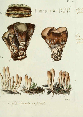 Reproducción/Reproduction 6299206306: Nicolai Josephi Jacquin Miscellanea austriaca ad botanicam, chemiam, et historiam naturalem spectantia, cum figuris partim coloratis VindobonæEx officina Krausiana,1778-1781