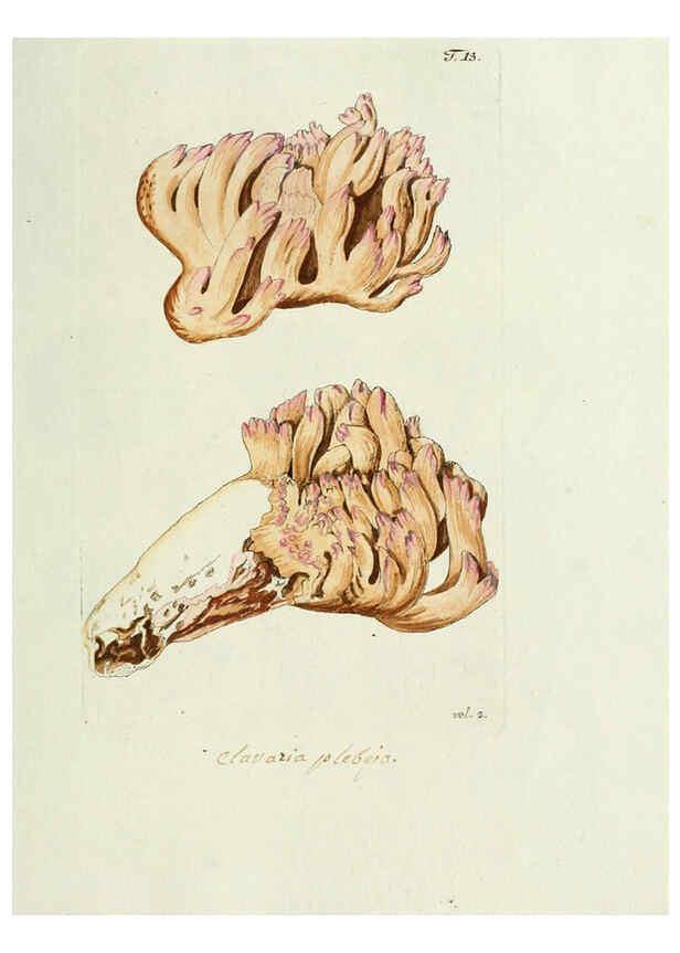 Reproducción/Reproduction 6299206564: Nicolai Josephi Jacquin Miscellanea austriaca ad botanicam, chemiam, et historiam naturalem spectantia, cum figuris partim coloratis VindobonæEx officina Krausiana,1778-1781