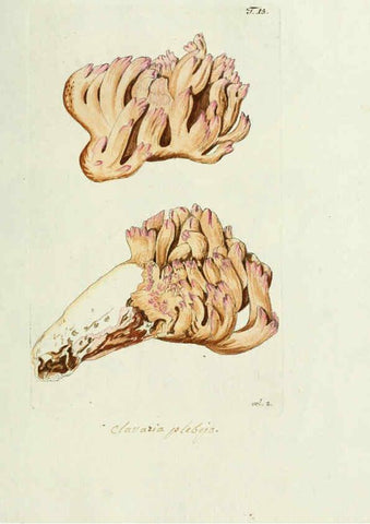 Reproducción/Reproduction 6299206564: Nicolai Josephi Jacquin Miscellanea austriaca ad botanicam, chemiam, et historiam naturalem spectantia, cum figuris partim coloratis VindobonæEx officina Krausiana,1778-1781