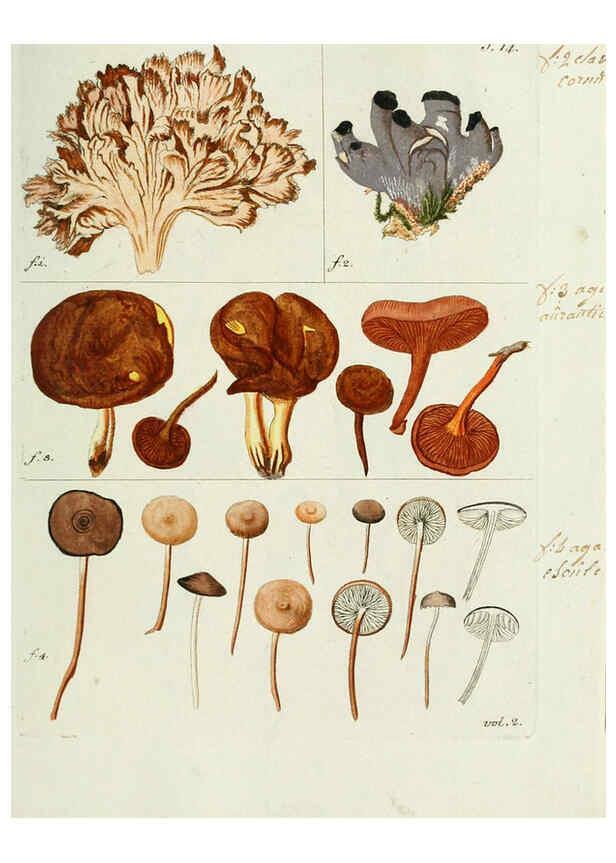 Reproducción/Reproduction 6298673657: Nicolai Josephi Jacquin Miscellanea austriaca ad botanicam, chemiam, et historiam naturalem spectantia, cum figuris partim coloratis VindobonæEx officina Krausiana,1778-1781