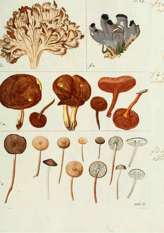 Reproducción/Reproduction 6298673657: Nicolai Josephi Jacquin Miscellanea austriaca ad botanicam, chemiam, et historiam naturalem spectantia, cum figuris partim coloratis VindobonæEx officina Krausiana,1778-1781