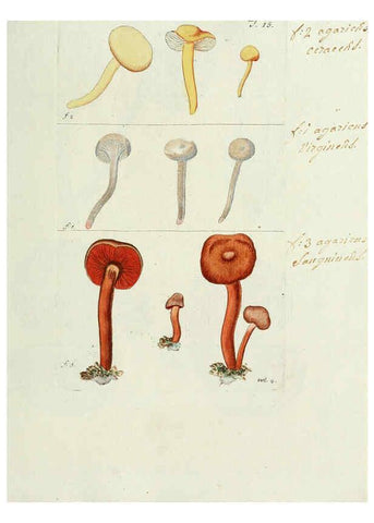 Reproducción/Reproduction 6299207184: Nicolai Josephi Jacquin Miscellanea austriaca ad botanicam, chemiam, et historiam naturalem spectantia, cum figuris partim coloratis VindobonæEx officina Krausiana,1778-1781