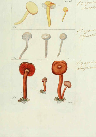 Reproducción/Reproduction 6299207184: Nicolai Josephi Jacquin Miscellanea austriaca ad botanicam, chemiam, et historiam naturalem spectantia, cum figuris partim coloratis VindobonæEx officina Krausiana,1778-1781