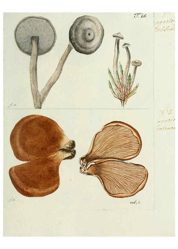 Reproducción/Reproduction 6298674169: Nicolai Josephi Jacquin Miscellanea austriaca ad botanicam, chemiam, et historiam naturalem spectantia, cum figuris partim coloratis VindobonæEx officina Krausiana,1778-1781