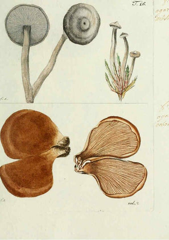 Reproducción/Reproduction 6298674169: Nicolai Josephi Jacquin Miscellanea austriaca ad botanicam, chemiam, et historiam naturalem spectantia, cum figuris partim coloratis VindobonæEx officina Krausiana,1778-1781