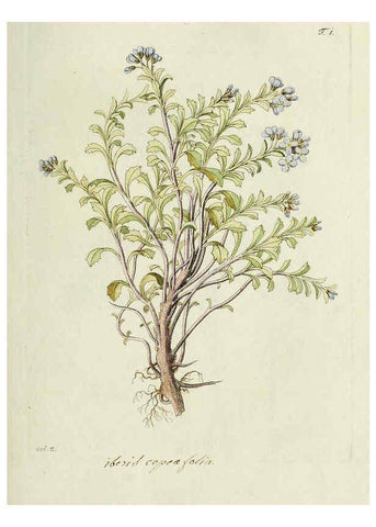 Reproducción/Reproduction 6298669329: Nicolai Josephi Jacquin Miscellanea austriaca ad botanicam, chemiam, et historiam naturalem spectantia, cum figuris partim coloratis VindobonæEx officina Krausiana,1778-1781