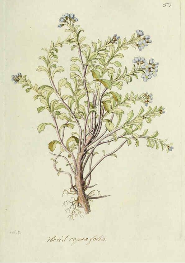 Reproducción/Reproduction 6298669329: Nicolai Josephi Jacquin Miscellanea austriaca ad botanicam, chemiam, et historiam naturalem spectantia, cum figuris partim coloratis VindobonæEx officina Krausiana,1778-1781