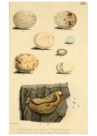 Reproducción/Reproduction 6298636091: Beitrag zur fauna Centralpolynesiens. Ornithologie der Viti-, Samoa- und Tonga-inseln Halle,H. W. Schmidt,1867