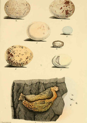 Reproducción/Reproduction 6298636091: Beitrag zur fauna Centralpolynesiens. Ornithologie der Viti-, Samoa- und Tonga-inseln Halle,H. W. Schmidt,1867