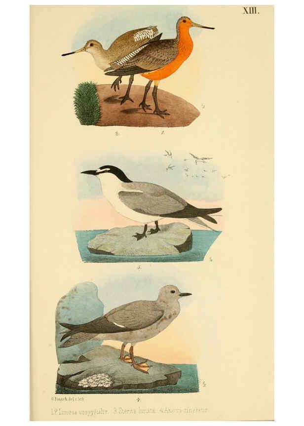 Reproducción/Reproduction 6299168342: Beitrag zur fauna Centralpolynesiens. Ornithologie der Viti-, Samoa- und Tonga-inseln Halle,H. W. Schmidt,1867