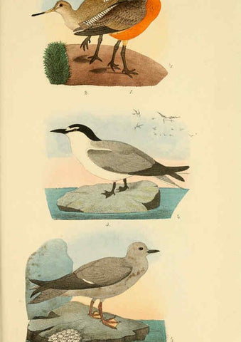 Reproducción/Reproduction 6299168342: Beitrag zur fauna Centralpolynesiens. Ornithologie der Viti-, Samoa- und Tonga-inseln Halle,H. W. Schmidt,1867