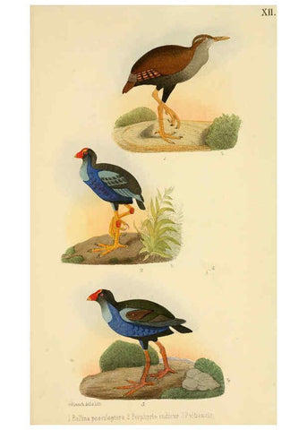 Reproducción/Reproduction 6298635399: Beitrag zur fauna Centralpolynesiens. Ornithologie der Viti-, Samoa- und Tonga-inseln Halle,H. W. Schmidt,1867