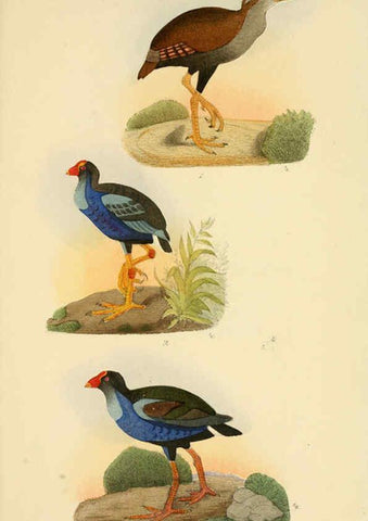 Reproducción/Reproduction 6298635399: Beitrag zur fauna Centralpolynesiens. Ornithologie der Viti-, Samoa- und Tonga-inseln Halle,H. W. Schmidt,1867