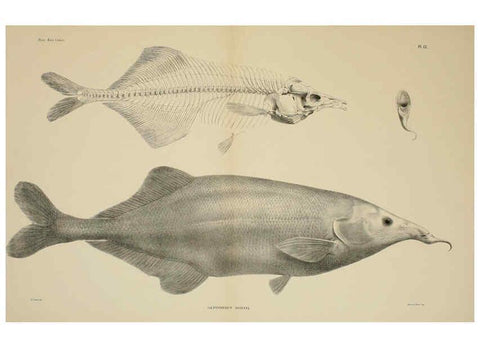 Reproducción/Reproduction 6299123752: Matériaux pour la faune du Congo : Poissons nouveaux. ser.1:t.1:fasc.1. Bruxelles :Impr. C. vande Weghe [etc.],1898-1902