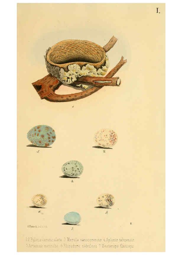 Reproducción/Reproduction 6298630997: Beitrag zur fauna Centralpolynesiens. Ornithologie der Viti-, Samoa- und Tonga-inseln Halle,H. W. Schmidt,1867