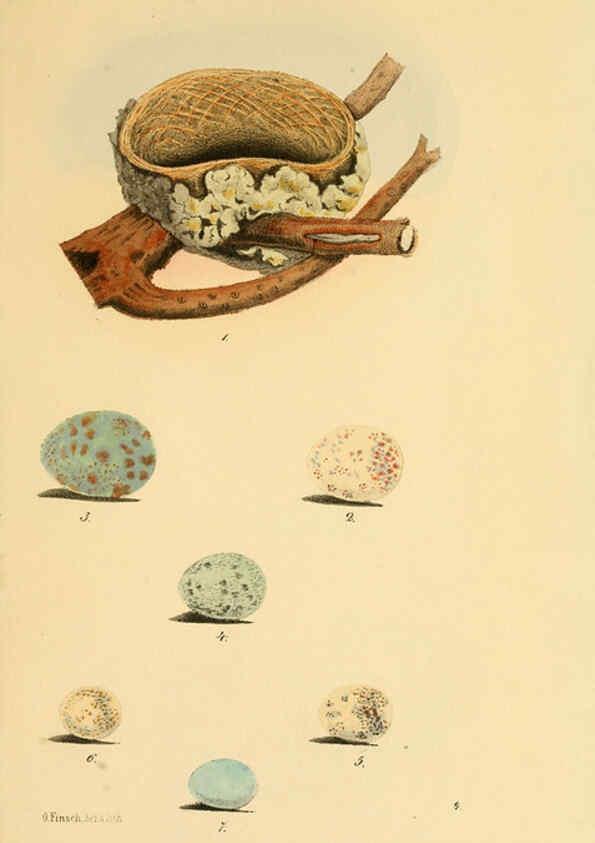 Reproducción/Reproduction 6298630997: Beitrag zur fauna Centralpolynesiens. Ornithologie der Viti-, Samoa- und Tonga-inseln Halle,H. W. Schmidt,1867