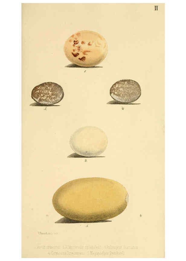 Reproducción/Reproduction 6298631429: Beitrag zur fauna Centralpolynesiens. Ornithologie der Viti-, Samoa- und Tonga-inseln Halle,H. W. Schmidt,1867