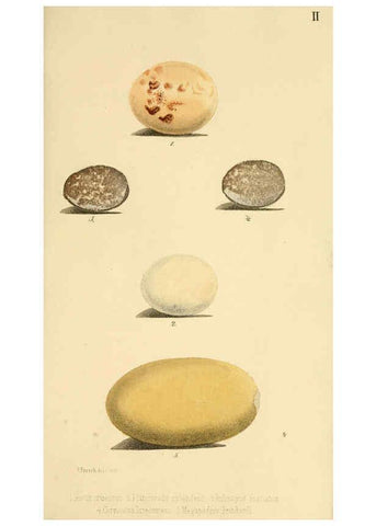 Reproducción/Reproduction 6298631429: Beitrag zur fauna Centralpolynesiens. Ornithologie der Viti-, Samoa- und Tonga-inseln Halle,H. W. Schmidt,1867