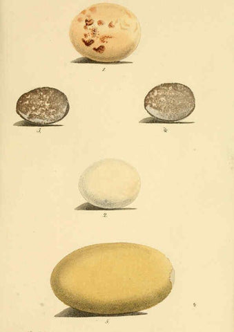 Reproducción/Reproduction 6298631429: Beitrag zur fauna Centralpolynesiens. Ornithologie der Viti-, Samoa- und Tonga-inseln Halle,H. W. Schmidt,1867