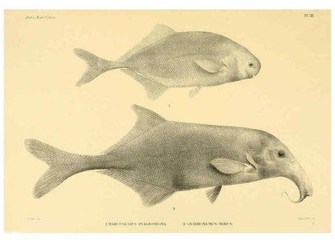 Reproducción/Reproduction 6299122016: Matériaux pour la faune du Congo : Poissons nouveaux. ser.1:t.1:fasc.1. Bruxelles :Impr. C. vande Weghe [etc.],1898-1902