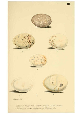 Reproducción/Reproduction 6299164310: Beitrag zur fauna Centralpolynesiens. Ornithologie der Viti-, Samoa- und Tonga-inseln Halle,H. W. Schmidt,1867