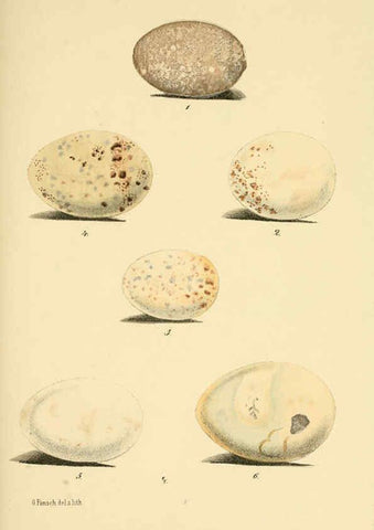 Reproducción/Reproduction 6299164310: Beitrag zur fauna Centralpolynesiens. Ornithologie der Viti-, Samoa- und Tonga-inseln Halle,H. W. Schmidt,1867